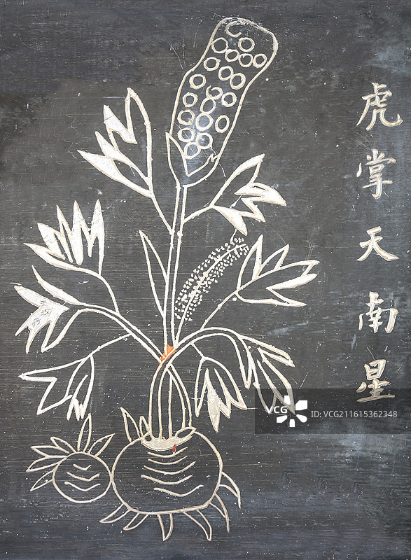 湖北省黄冈市蕲春县李时珍纪念馆石刻中草药虎掌天南星图片素材