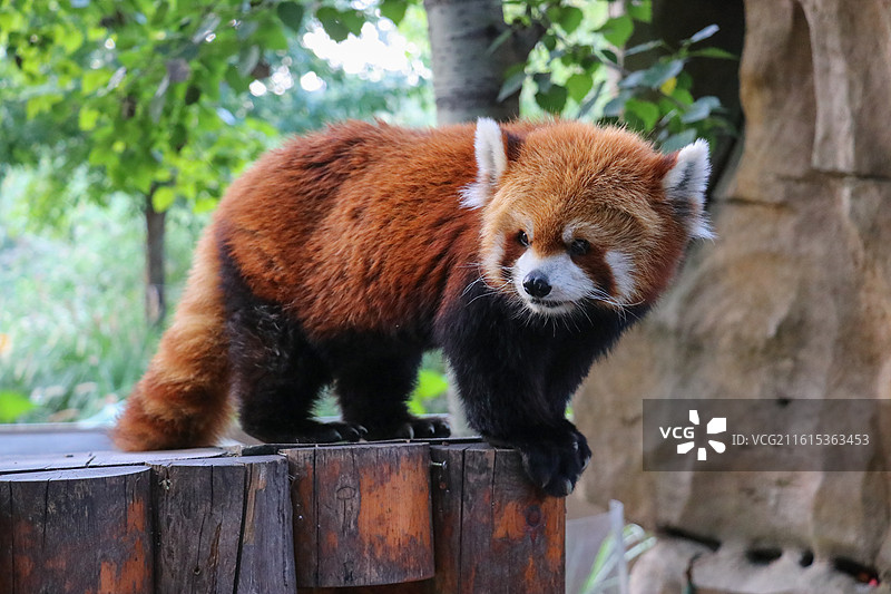 北京大兴野生动物园·可爱的小熊猫图片素材