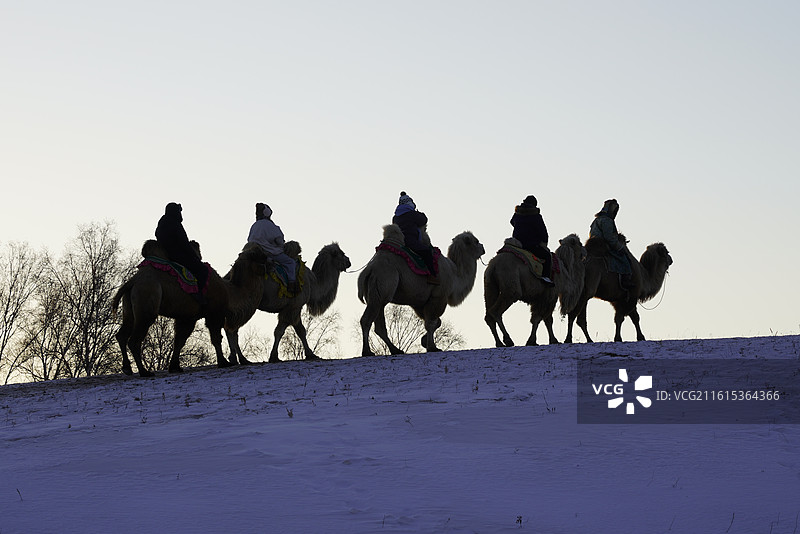 内蒙古乌兰察布雪后草原上的骆驼图片素材