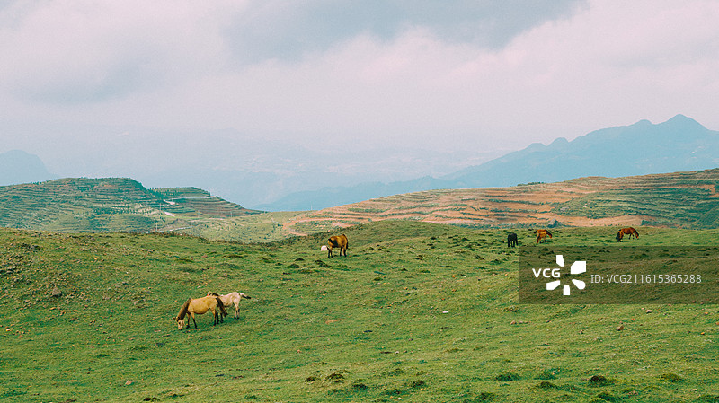 乌蒙大草原上的马群图片素材