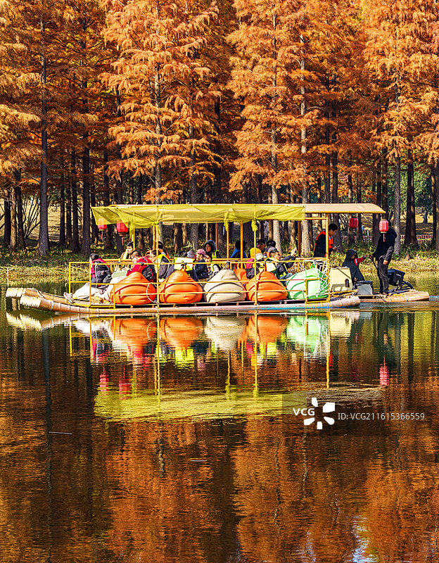 苏州虎丘湿地公园秋冬季节的落羽杉池杉水杉彩色森林自然倒影景观与湖面游船特写图片素材