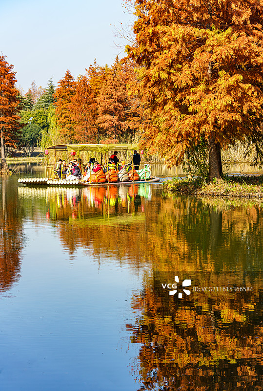 苏州虎丘湿地公园秋冬季节的落羽杉池杉水杉彩色森林自然倒影景观与湖面游船特写图片素材