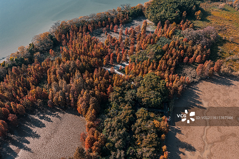 广州大学城湾咀头湿地公园落羽杉航拍图图片素材