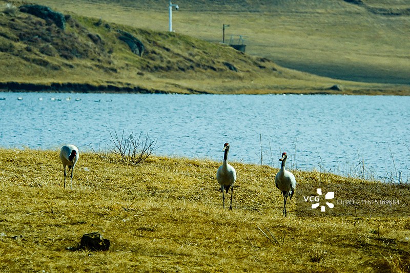 中国云南省昭通市昭阳区大山包镇大海子的黑颈鹤，一群斑头雁，大海子车路村风光，越冬，候鸟，一群黑颈鹤，图片素材