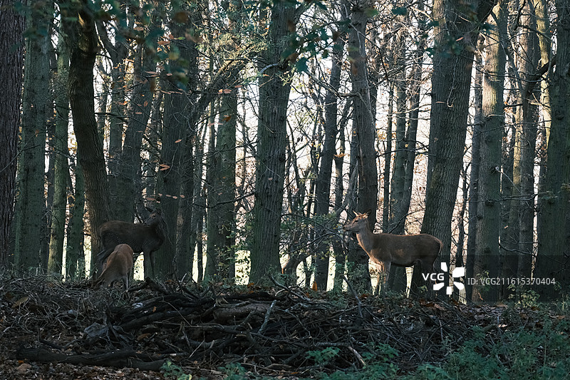 鹿园 Nottingham Wollaton Park图片素材