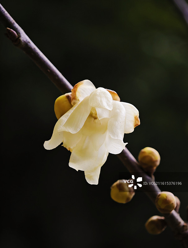 腊梅花特写镜头图片素材