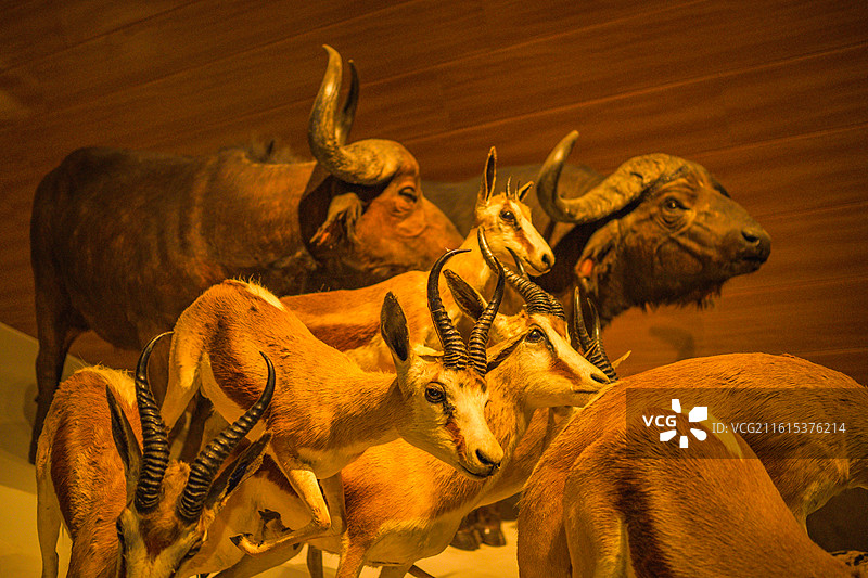 博物馆非洲哺乳动物标本图片素材