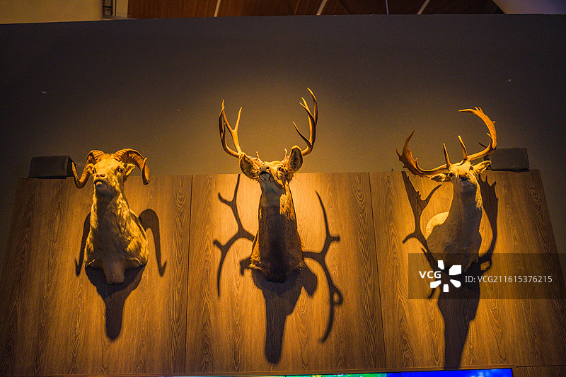 博物馆非洲哺乳动物标本图片素材