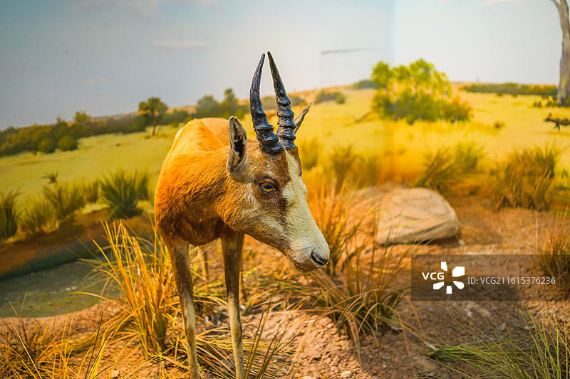 博物馆非洲哺乳动物标本图片素材