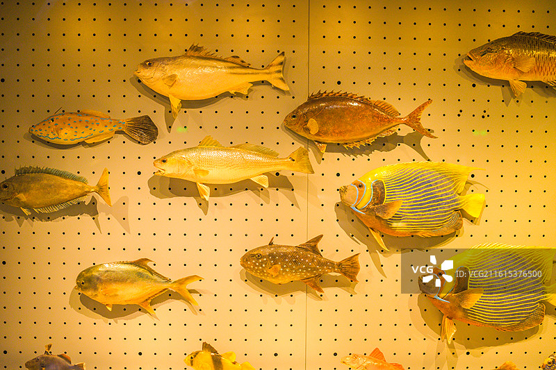 海洋博物馆鱼类标本图片素材