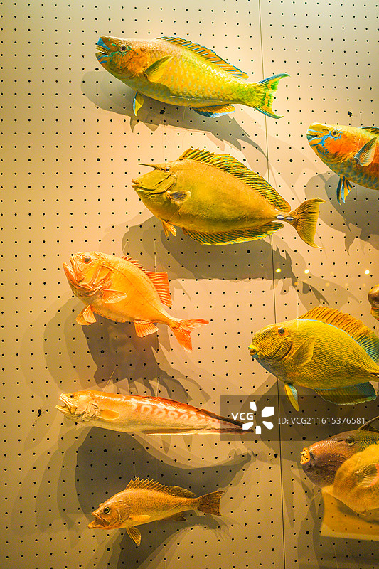 海洋博物馆鱼类标本图片素材