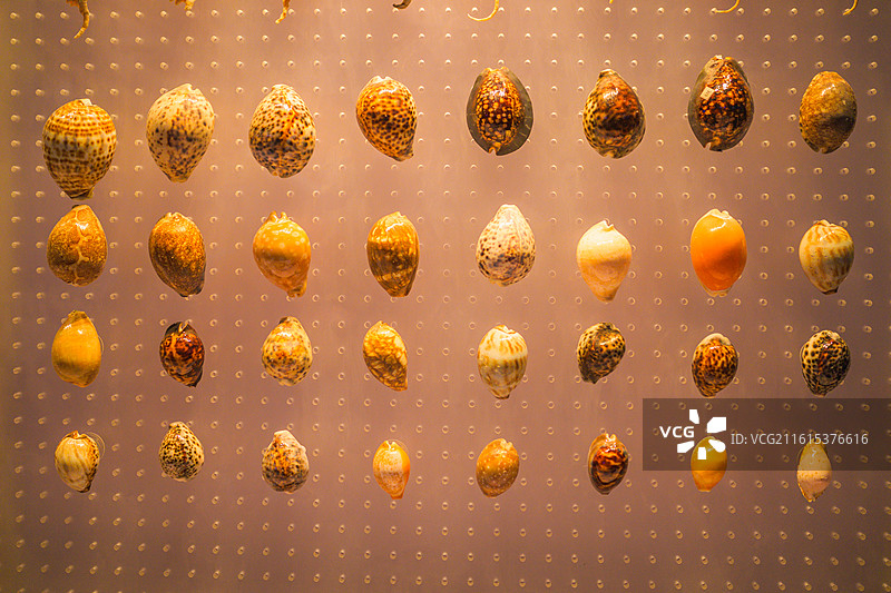 海洋博物馆贝壳贝类标本图片素材