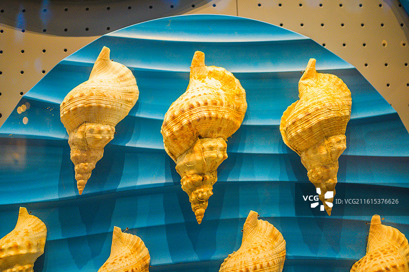 海洋博物馆贝壳贝类标本图片素材