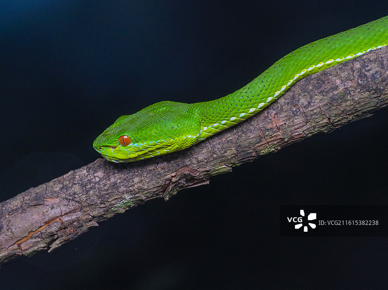 无人,户外,动物,蛇,4K分辨率,自然,野外动物,动物主题,野生动物,爬行纲,特写,一只动物,绿色,图片素材