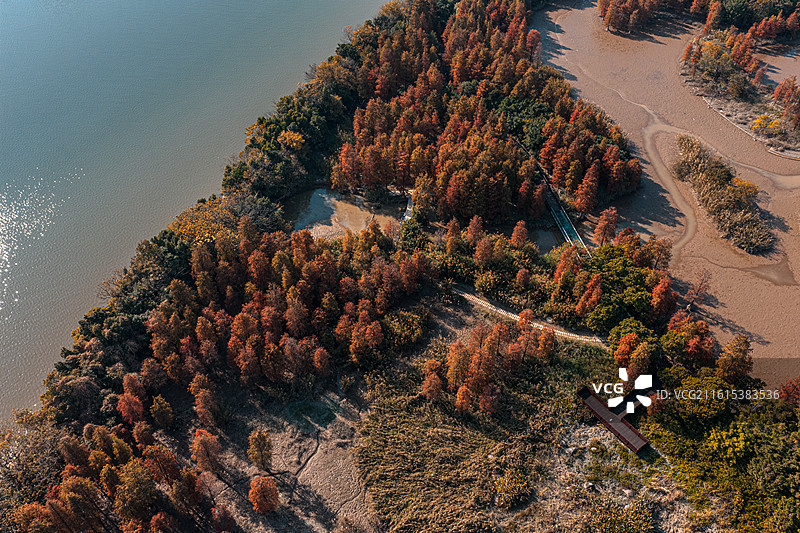 广州大学城湾咀头湿地公园落羽杉航拍图图片素材