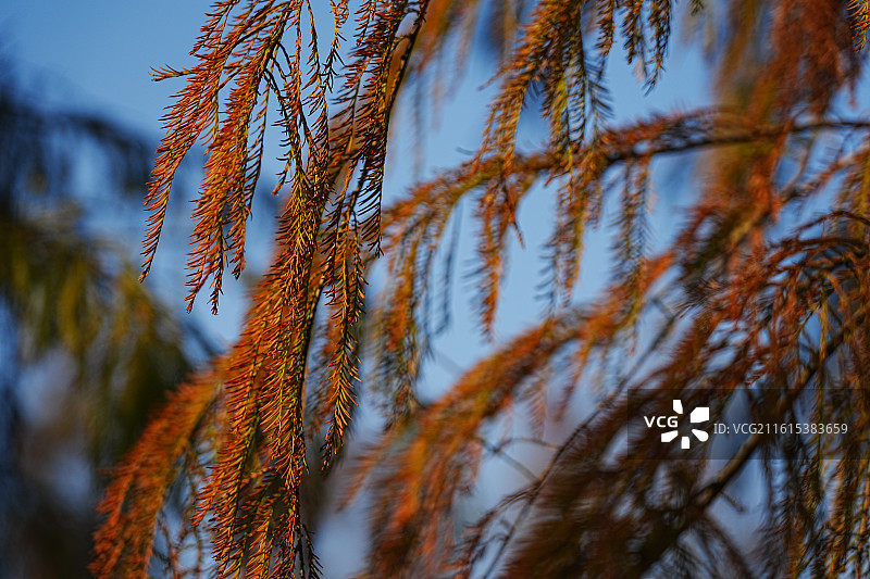 中山市坦洲镇申堂村落羽杉图片素材