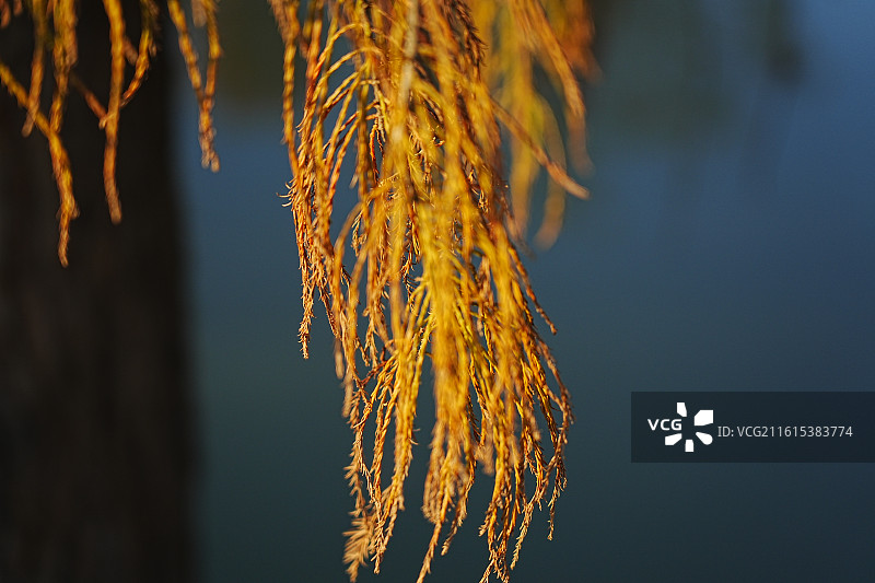 中山市坦洲镇申堂村落羽杉图片素材