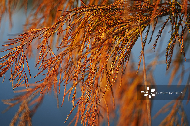 中山市坦洲镇申堂村落羽杉图片素材