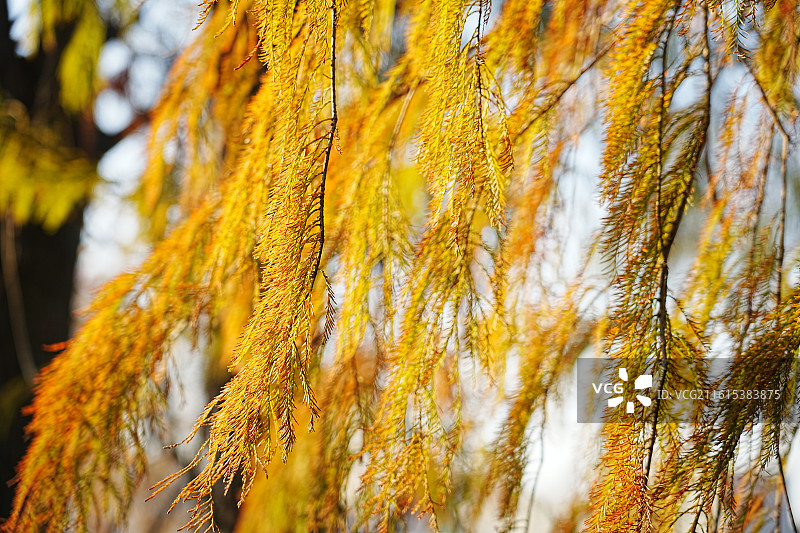 中山市坦洲镇申堂村落羽杉图片素材