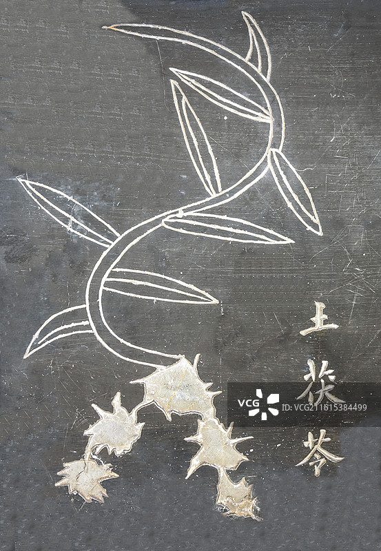 湖北省黄冈市蕲春县李时珍纪念馆石刻中草药土茯苓图片素材