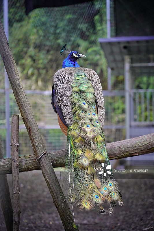 般若寺里的孔雀图片素材