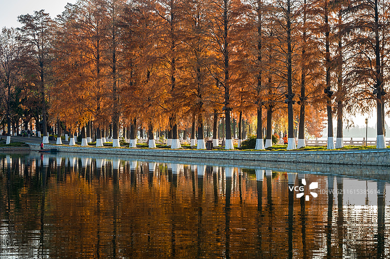 武汉东湖绿道秋日美景：橙黄水杉白涂树干 湖岸秋景秋日氛围图片素材