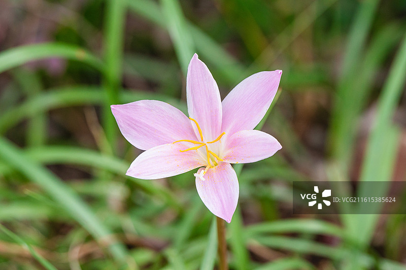 马路边盛开的韭莲图片素材