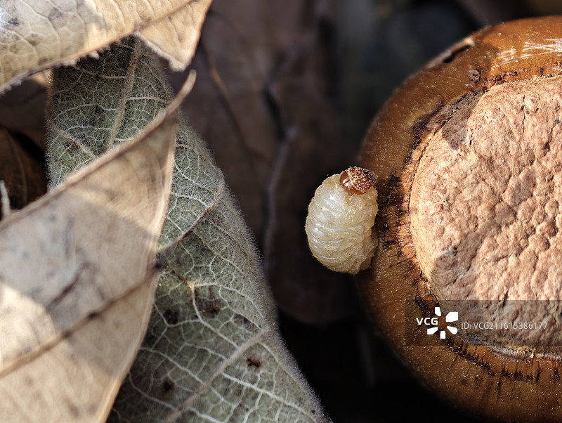 从橡树果里钻出来的象鼻虫幼虫图片素材