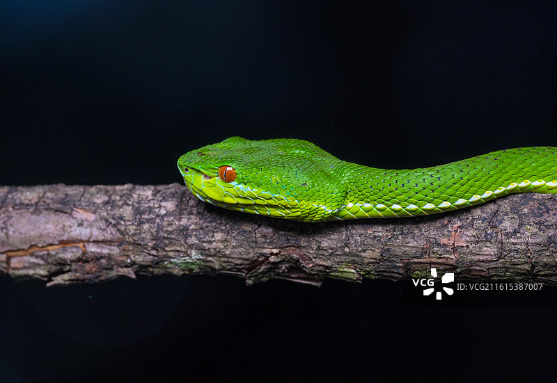 无人,户外,动物,蛇,4K分辨率,自然,野外动物,动物主题,野生动物,爬行纲,特写,一只动物,绿色,图片素材