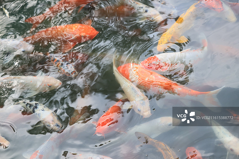 象征好运与富贵的锦鲤鱼群在池塘中游泳图片素材