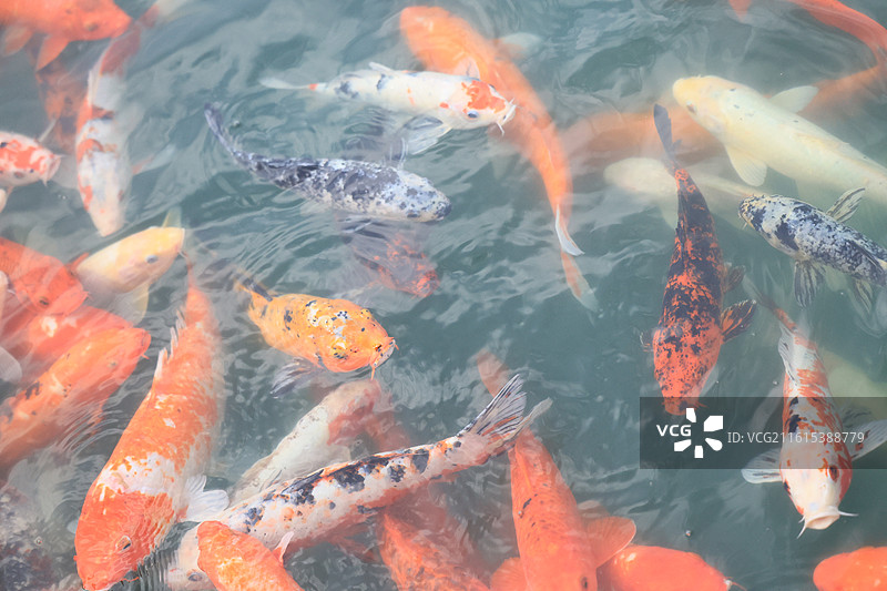 象征好运与富贵的锦鲤鱼群在池塘中游泳图片素材