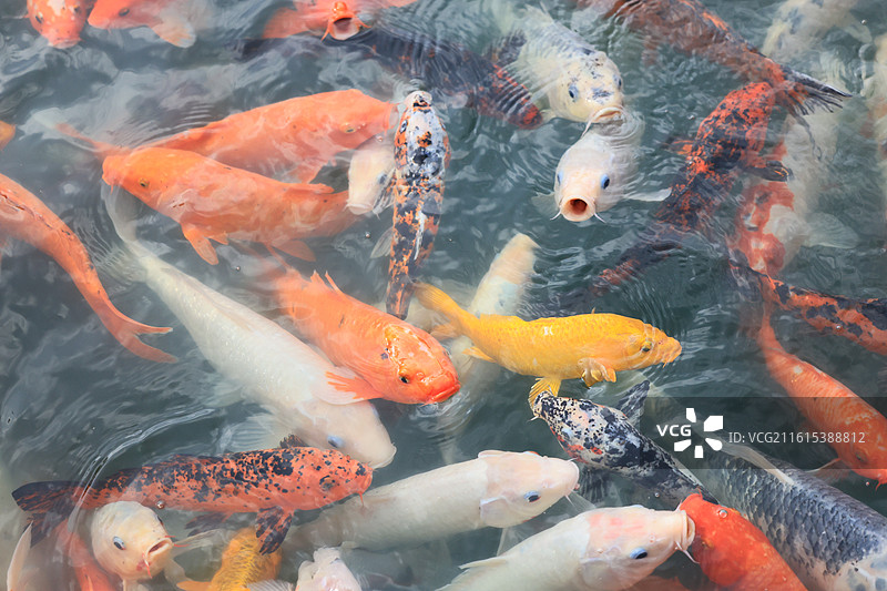 象征好运与富贵的锦鲤鱼群在池塘中游泳图片素材