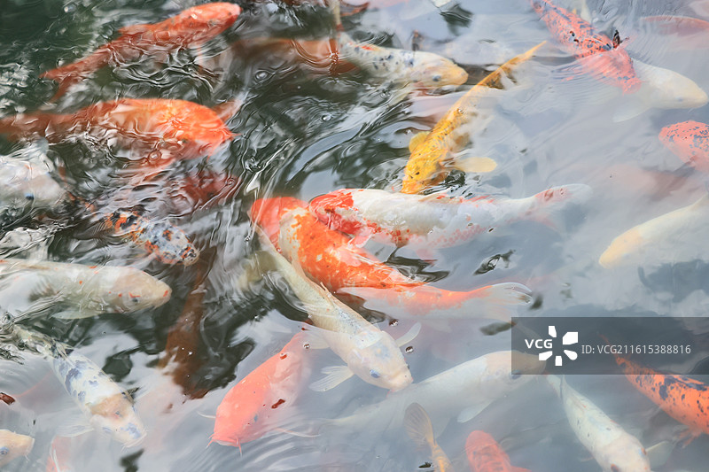 象征好运与富贵的锦鲤鱼群在池塘中游泳图片素材