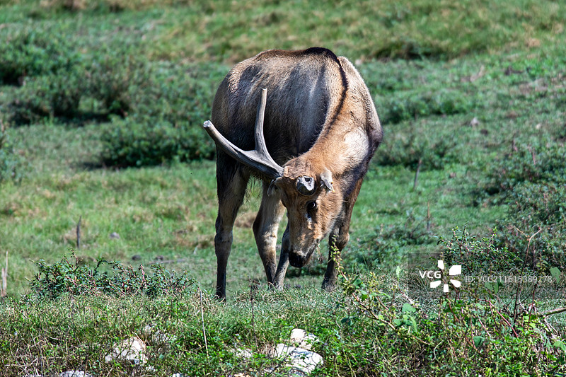 一只麋鹿图片素材