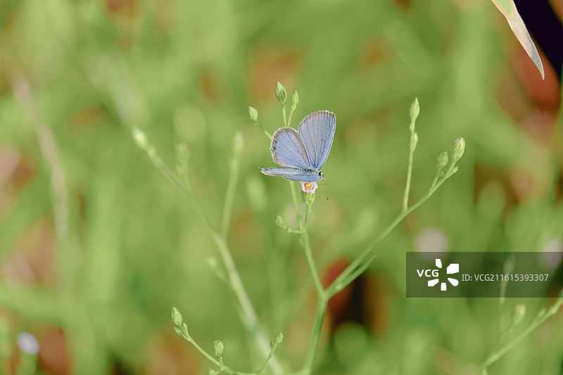 蝶恋花组图。阳光两只花蝴蝶油菜花清新风景背景图壁纸图片素材