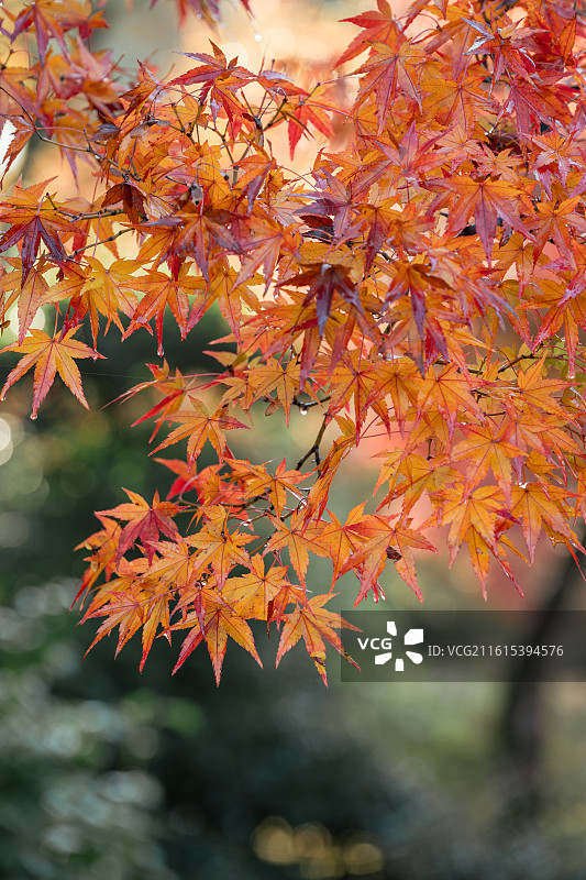 日本京都金阁寺图片素材