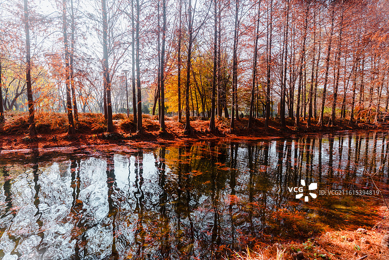 虎丘湿地公园红杉林景观和风景图片素材