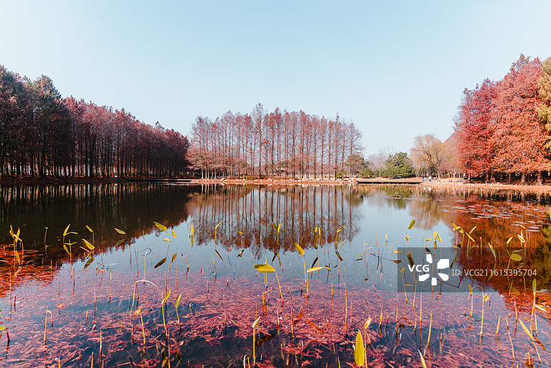 虎丘湿地公园红杉林景观和风景图片素材