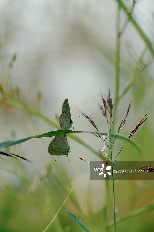 蝶恋花组图。阳光两只花蝴蝶油菜花清新风景背景图壁纸图片素材