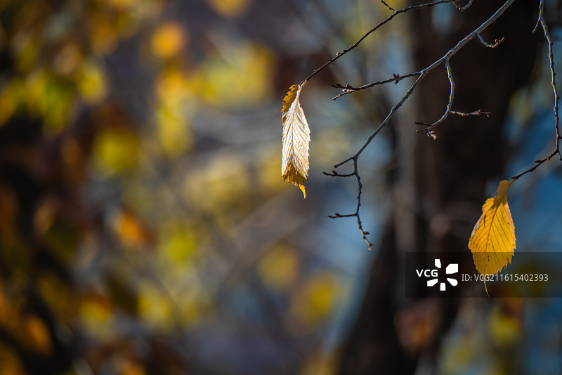 落叶 秋天 立秋 二十四节气 孤独 寂寞的情绪图片素材