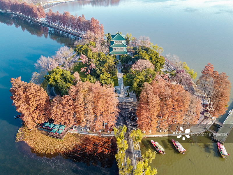 东湖生态旅游风景区 听涛景区 行吟阁 秋日航拍  橙黄水杉  湖岛 古亭 落羽桥图片素材