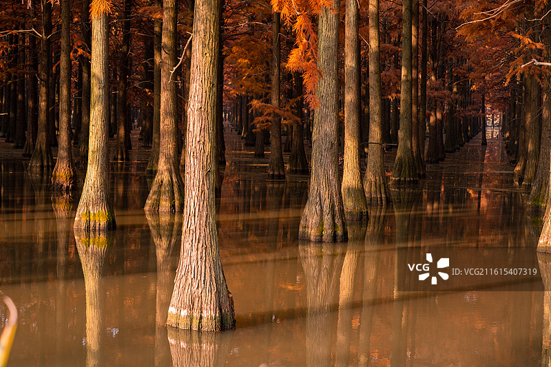 武汉市新洲区涨渡湖湿地自然保护区秋景 森林公园 风景旅游区 池杉图片素材