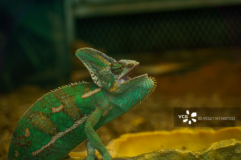 广州动物园中的变色龙图片素材