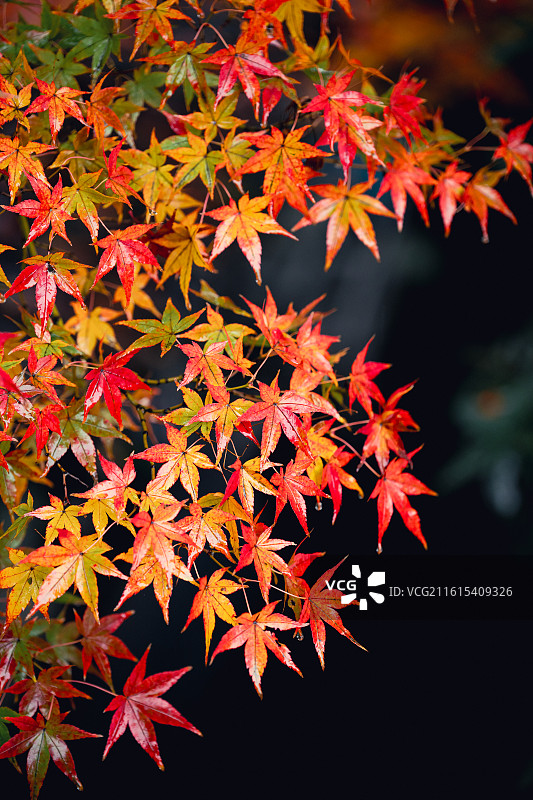 日本宇治市平等院凤凰堂秋天图片素材