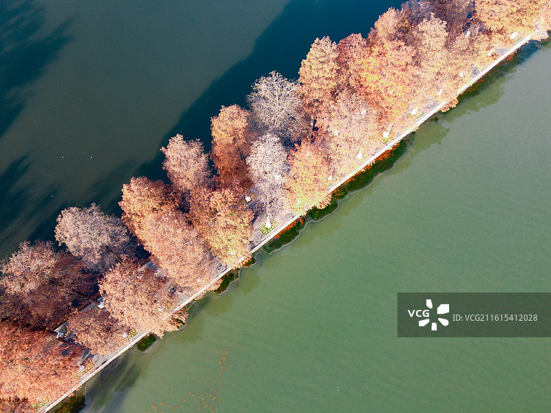 东湖听涛景区秋日航拍：橙黄水杉林 绿道   湖岸秋景图片素材