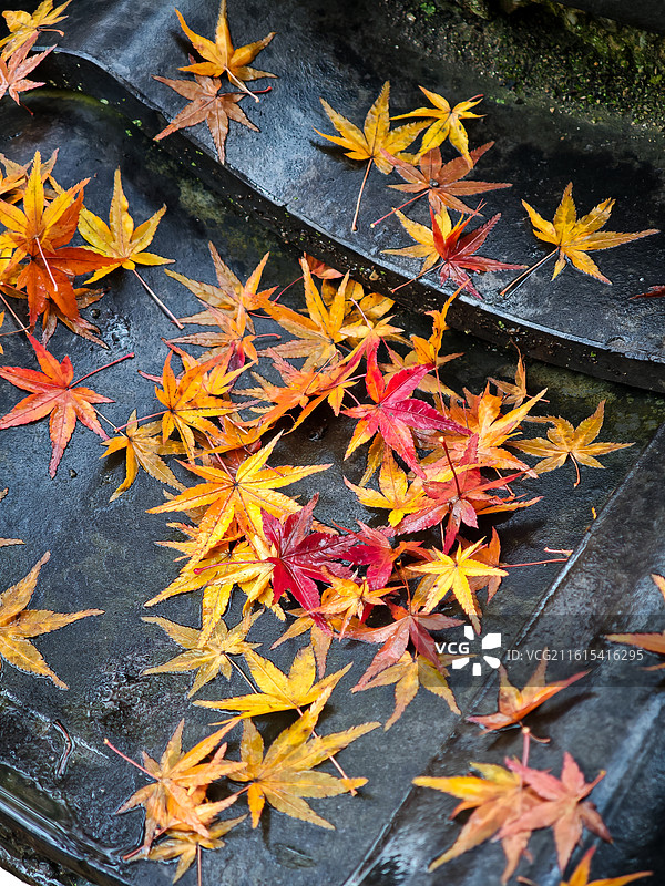 日本宇治市平等院凤凰堂秋天图片素材