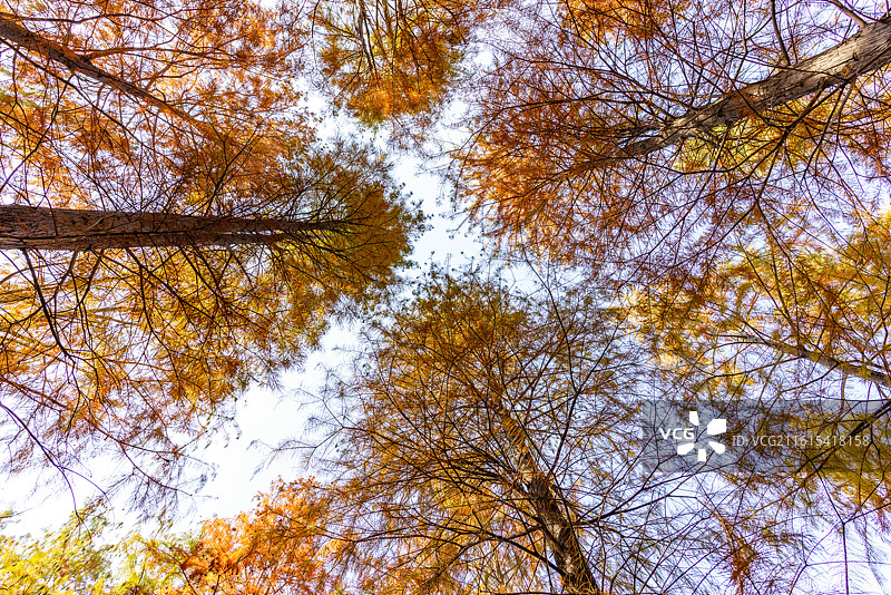 苏州虎丘湿地公园落羽杉池杉水杉森林秋季树木的低角度仰视图特写图片素材