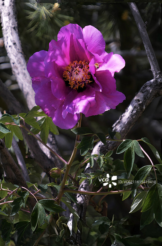 牡丹花雍容华贵，花瓣层叠如绮霞，色彩艳丽多姿，或艳红或素白，是富贵吉祥的象征，尽显国色天香之姿。图片素材