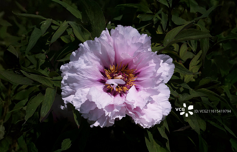 牡丹花雍容华贵，花瓣层叠如绮霞，色彩艳丽多姿，或艳红或素白，是富贵吉祥的象征，尽显国色天香之姿。图片素材