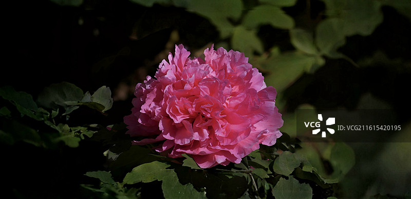 牡丹花雍容华贵，花瓣层叠如绮霞，色彩艳丽多姿，或艳红或素白，是富贵吉祥的象征，尽显国色天香之姿。图片素材